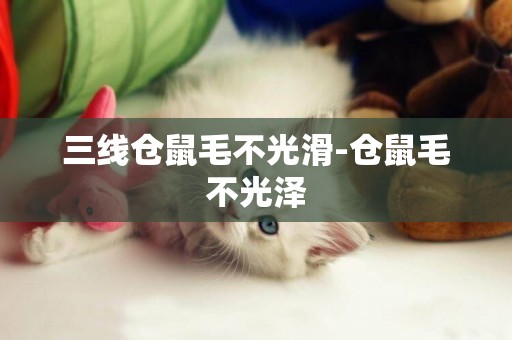 三線倉鼠毛不光滑-倉鼠毛不光澤