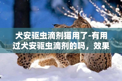 犬安驅蟲滴劑貓用了-有用過犬安驅蟲滴劑的嗎，效果怎么樣