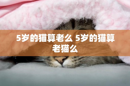 5歲的貓算老么 5歲的貓算老貓么