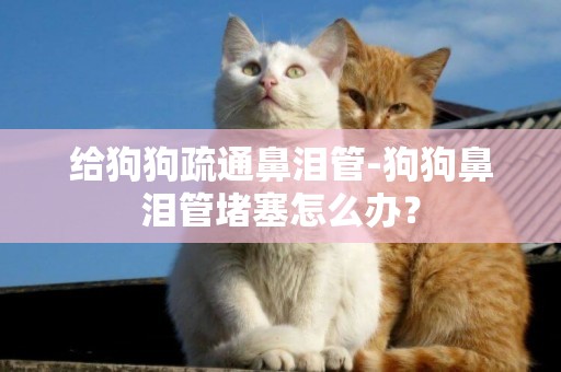 給狗狗疏通鼻淚管-狗狗鼻淚管堵塞怎么辦？