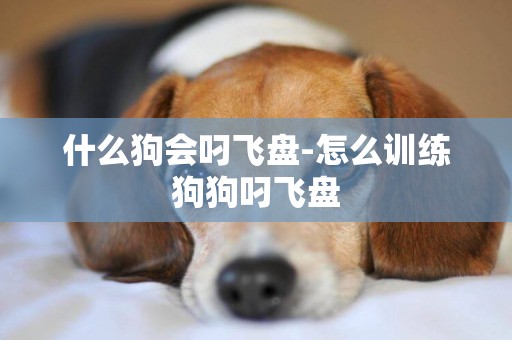 什么狗會叼飛盤-怎么訓練狗狗叼飛盤