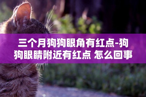 三個月狗狗眼角有紅點-狗狗眼睛附近有紅點 怎么回事
