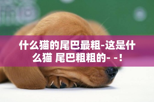 什么貓的尾巴最粗-這是什么貓 尾巴粗粗的- -！