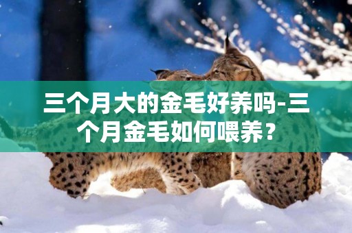 三個月大的金毛好養嗎-三個月金毛如何喂養？