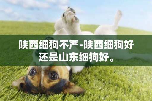 陜西細狗不嚴-陜西細狗好還是山東細狗好。