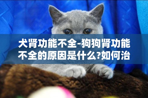 犬腎功能不全-狗狗腎功能不全的原因是什么?如何治療和改善?