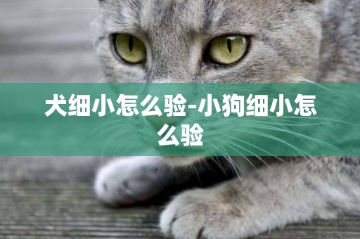 犬細小怎么驗-小狗細小怎么驗
