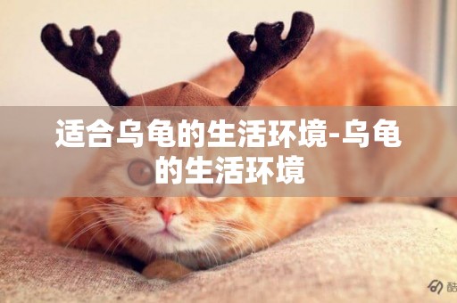 適合烏龜的生活環境-烏龜的生活環境