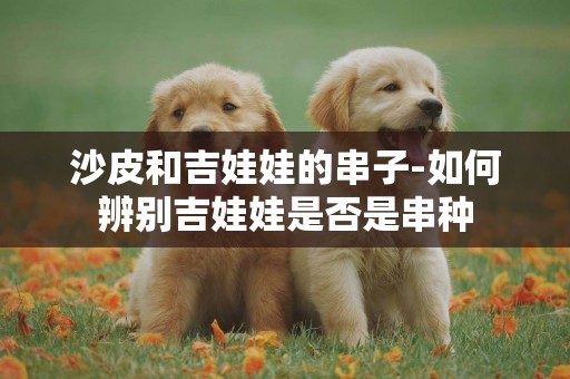 沙皮和吉娃娃的串子-如何辨別吉娃娃是否是串種