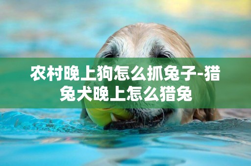 農村晚上狗怎么抓兔子-獵兔犬晚上怎么獵兔