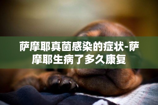 薩摩耶真菌感染的癥狀-薩摩耶生病了多久康復