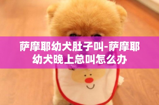 薩摩耶幼犬肚子叫-薩摩耶幼犬晚上總叫怎么辦
