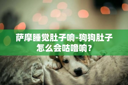 薩摩睡覺肚子響-狗狗肚子怎么會咕嚕響？