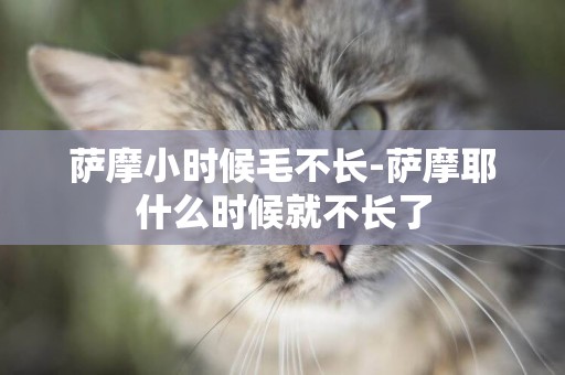 薩摩小時候毛不長-薩摩耶什么時候就不長了