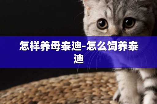 怎樣養母泰迪-怎么飼養泰迪