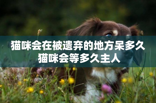 貓咪會在被遺棄的地方呆多久 貓咪會等多久主人