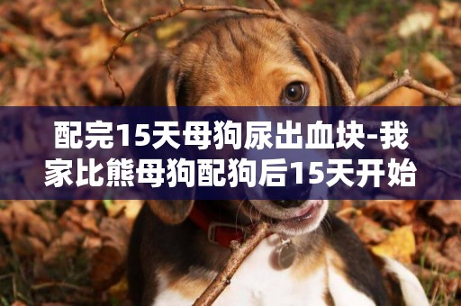 配完15天母狗尿出血塊-我家比熊母狗配狗后15天開始流黑褐色的分泌物，成血塊狀是怎么回事？這是第二次