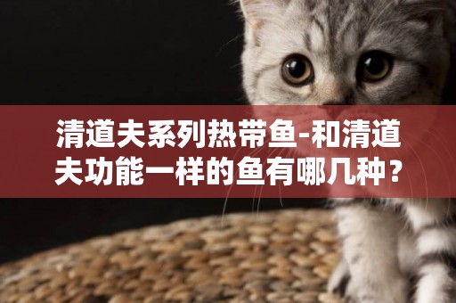 清道夫系列熱帶魚-和清道夫功能一樣的魚有哪幾種？