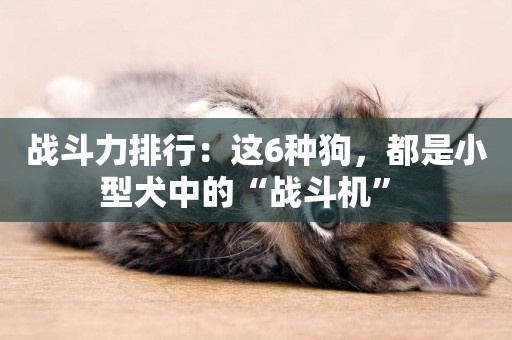 戰斗力排行：這6種狗，都是小型犬中的“戰斗機” 