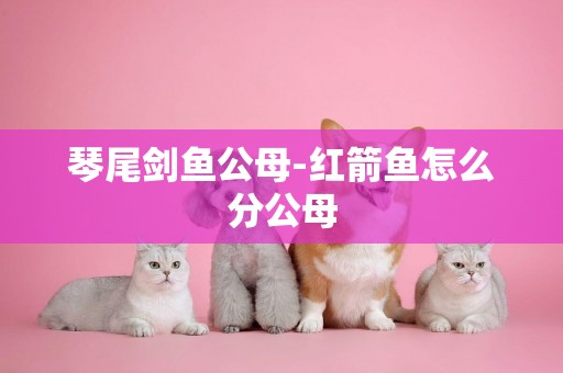 琴尾劍魚公母-紅箭魚怎么分公母