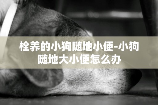 栓養的小狗隨地小便-小狗隨地大小便怎么辦