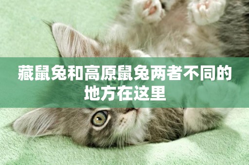 藏鼠兔和高原鼠兔兩者不同的地方在這里