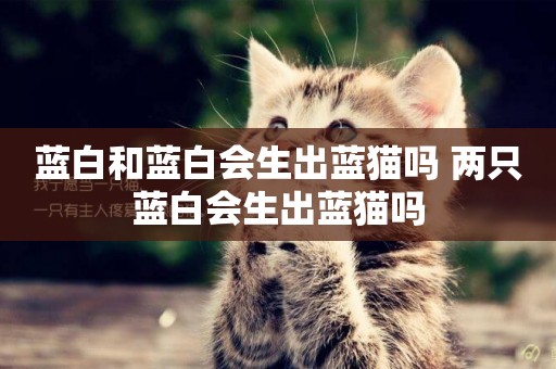 藍白和藍白會生出藍貓嗎 兩只藍白會生出藍貓嗎