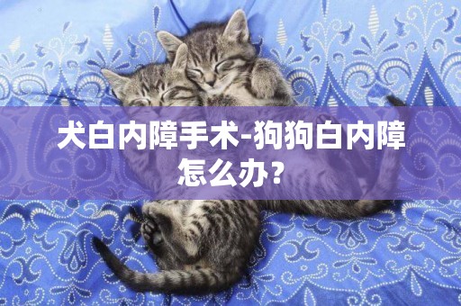 犬白內障手術-狗狗白內障怎么辦？