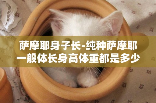 薩摩耶身子長-純種薩摩耶一般體長身高體重都是多少