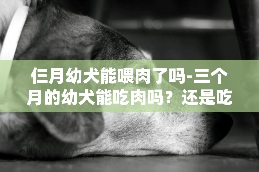 仨月幼犬能喂肉了嗎-三個月的幼犬能吃肉嗎？還是吃別的？