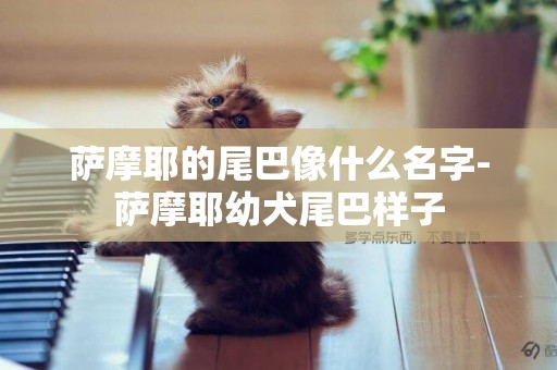 薩摩耶的尾巴像什么名字-薩摩耶幼犬尾巴樣子