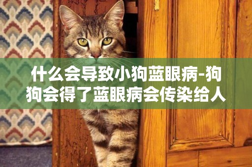 什么會導致小狗藍眼病-狗狗會得了藍眼病會傳染給人嗎