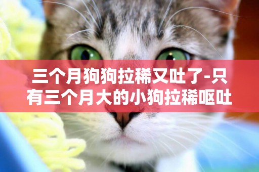 三個月狗狗拉稀又吐了-只有三個月大的小狗拉稀嘔吐怎么辦