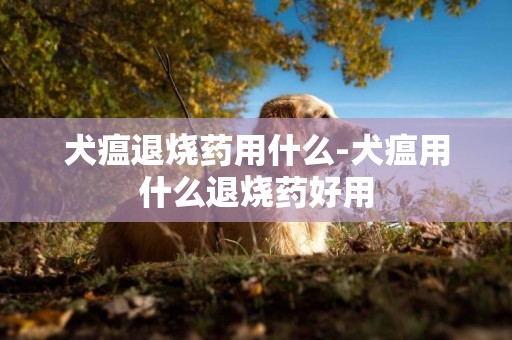 犬瘟退燒藥用什么-犬瘟用什么退燒藥好用