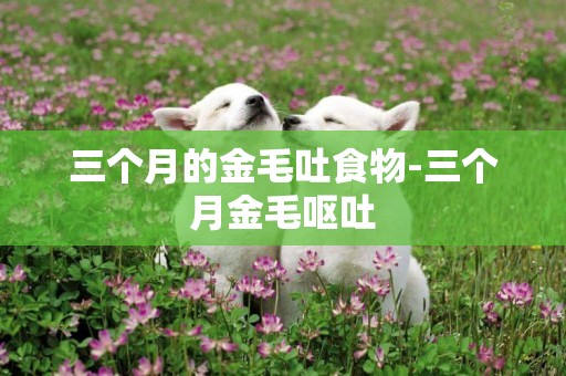 三個月的金毛吐食物-三個月金毛嘔吐