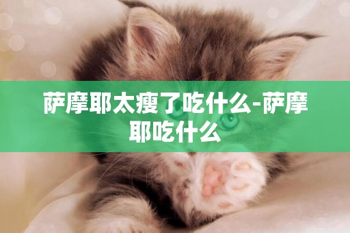 薩摩耶太瘦了吃什么-薩摩耶吃什么