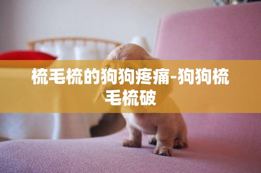 梳毛梳的狗狗疼痛-狗狗梳毛梳破