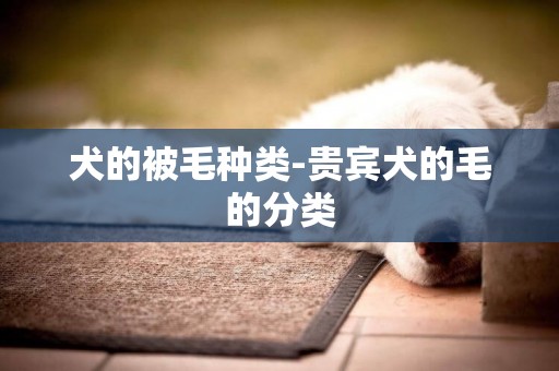 犬的被毛種類-貴賓犬的毛的分類