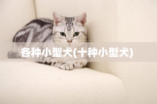各種小型犬(十種小型犬) 