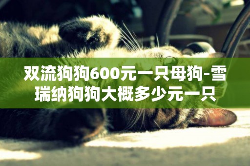 雙流狗狗600元一只母狗-雪瑞納狗狗大概多少元一只