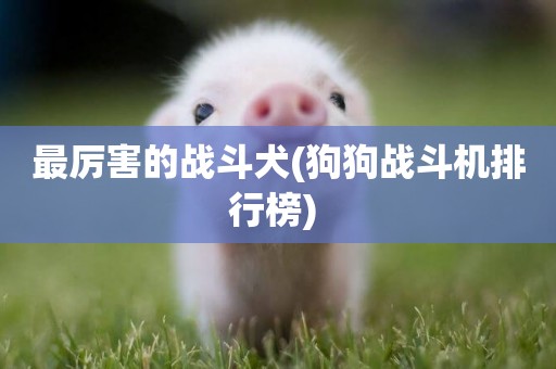 最厲害的戰斗犬(狗狗戰斗機排行榜) 