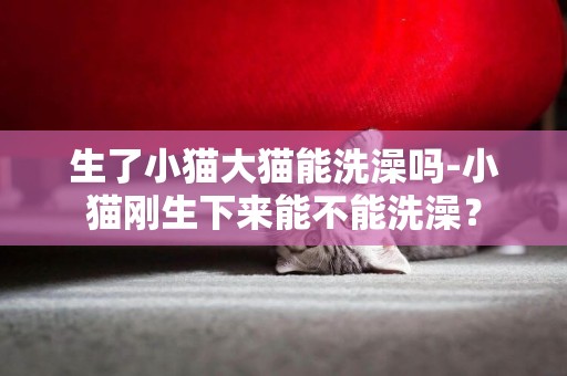 生了小貓大貓能洗澡嗎-小貓剛生下來能不能洗澡？