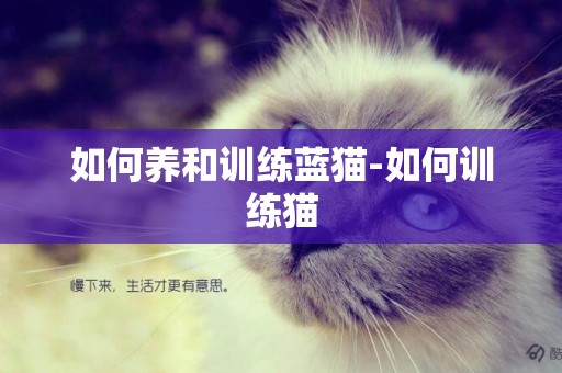 如何養和訓練藍貓-如何訓練貓