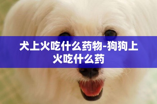 犬上火吃什么藥物-狗狗上火吃什么藥
