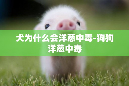 犬為什么會洋蔥中毒-狗狗洋蔥中毒