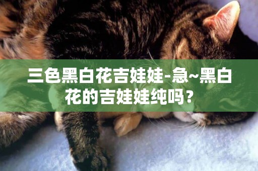 三色黑白花吉娃娃-急~黑白花的吉娃娃純嗎？