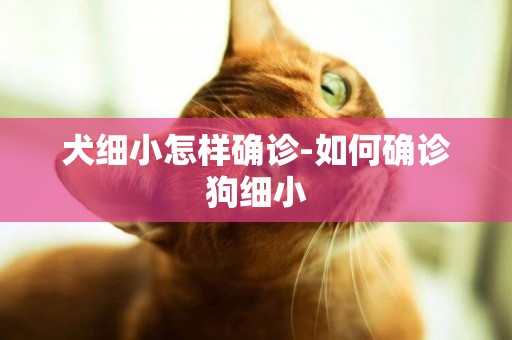犬細小怎樣確診-如何確診狗細小
