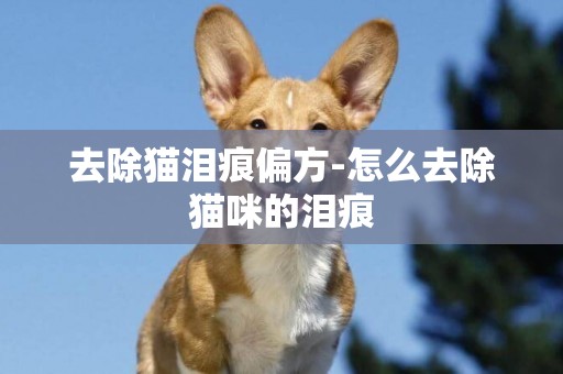 去除貓淚痕偏方-怎么去除貓咪的淚痕