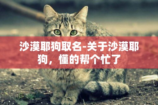 沙漠耶狗取名-關于沙漠耶狗，懂的幫個忙了