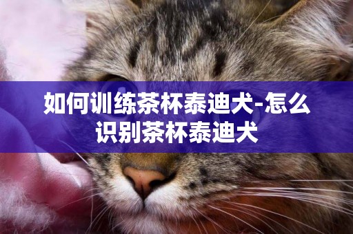 如何訓練茶杯泰迪犬-怎么識別茶杯泰迪犬